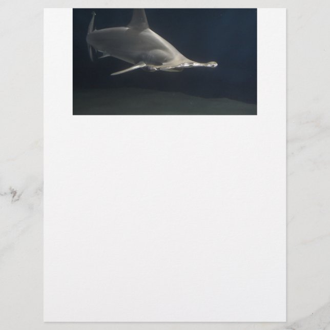 Lámina Tiburón de Hammerhead (Anverso)