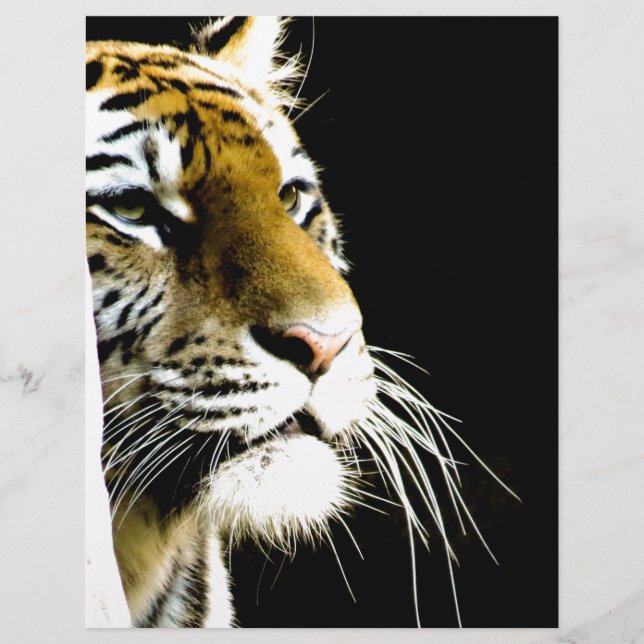 Lámina Tigre (Anverso)