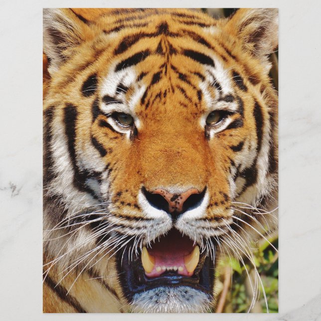 Lámina Tigre (Anverso)