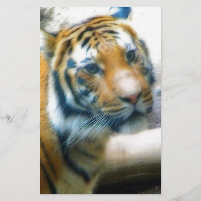 Lámina Tigre (Anverso)