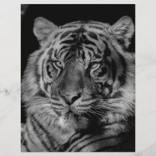 Lámina Tigre blanco y negro