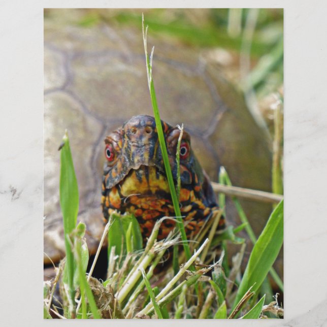 Lámina Tortuga de caja (Anverso)