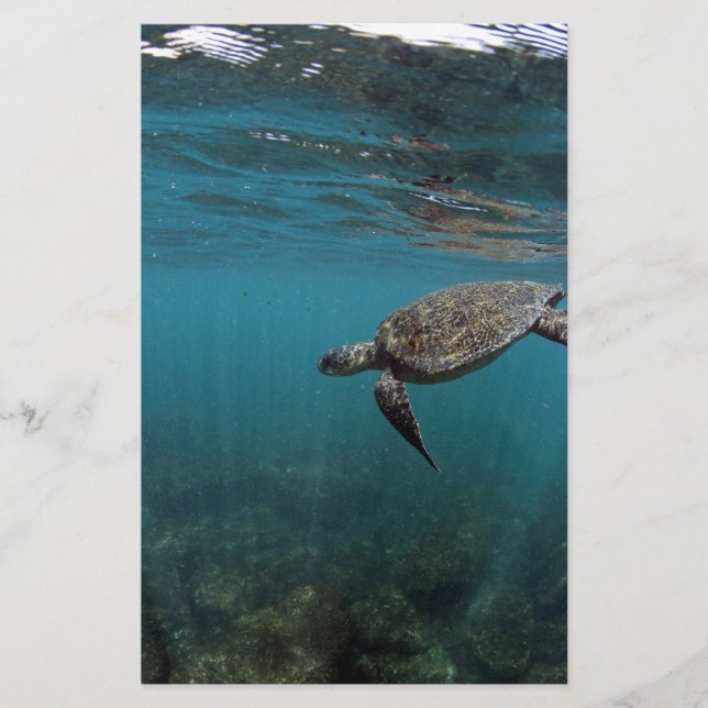 Lámina Tortuga marina nadando bajo el agua Islas Galápago (Anverso)