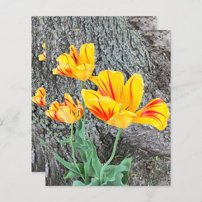 Lámina Tres Tulipanes Amarillos Secuencia / Papel de cuad (Anverso / Reverso)