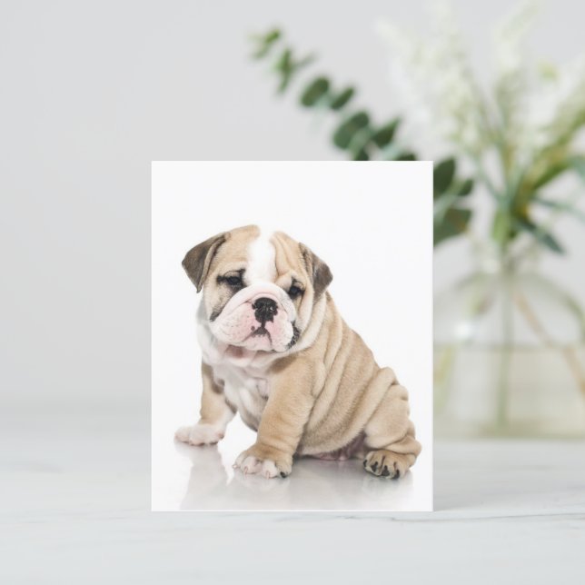 Lámina Triste Bulldog de cachorros (Anverso de pie)