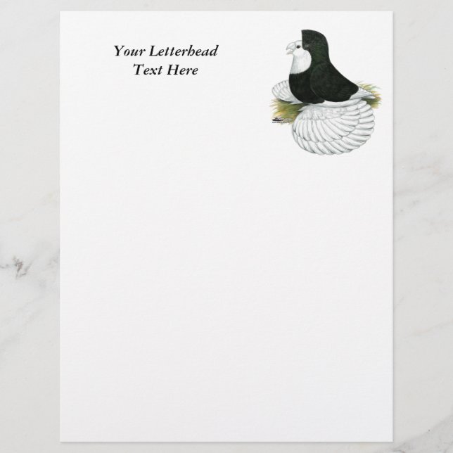 Lámina Trumpeter Pigeon Black Baldhead (Anverso)