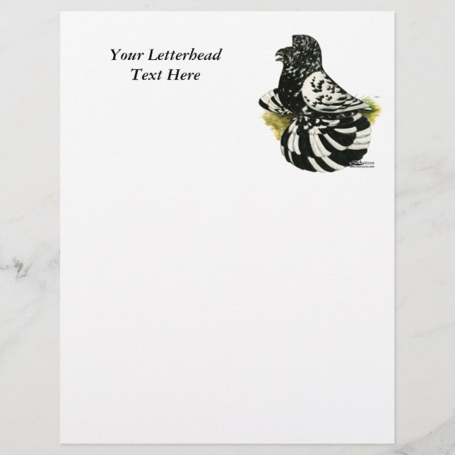 Lámina Trumpeter Pigeon Dark Splash (Anverso)
