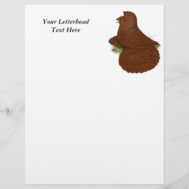 Lámina Trumpeter Pigeon Red (Anverso)