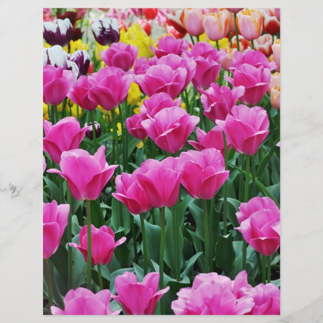 Lámina Tulip Garden Scrapbook Paper (Anverso)