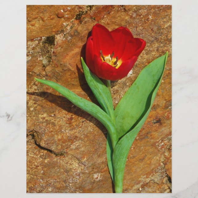 Lámina Tulipán amarillo y rojo (Anverso)
