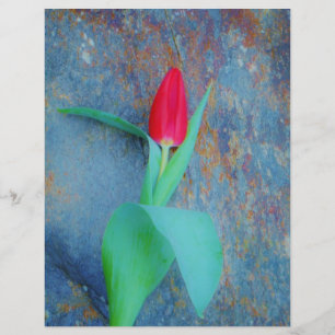 Lámina Tulipán rojo sobre pizarra gris azul