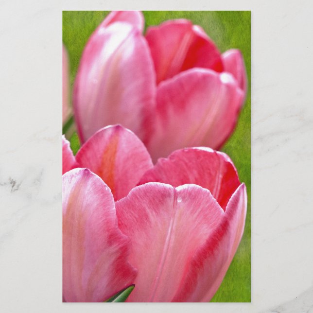 Lámina Tulipanes rosados (Anverso)