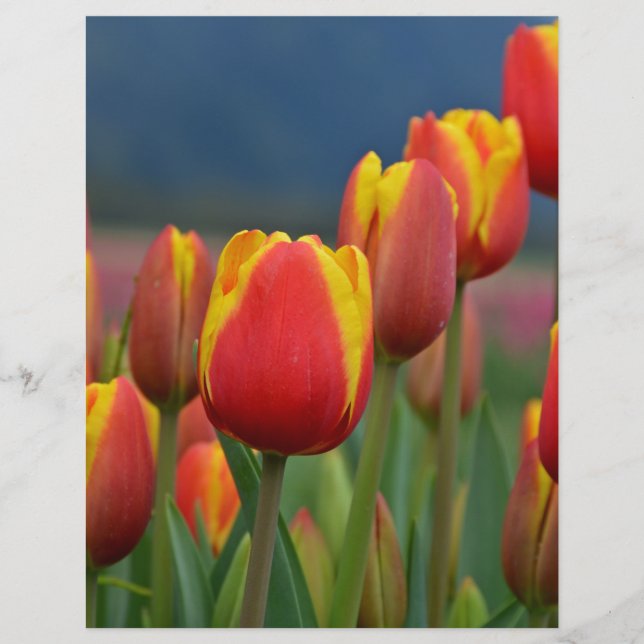 Lámina Tulips para mamá (Anverso)