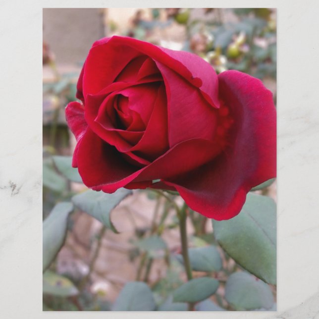 Lámina última rosa roja (Anverso)