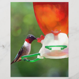 Lámina Un colibrí con trompetas de rubí