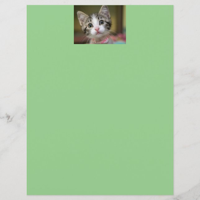 Lámina Un gatito lindo con ojos verdes (Anverso)