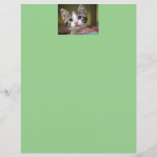 Lámina Un gatito lindo con ojos verdes