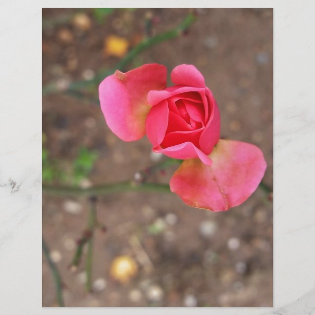 Lámina Un rosebudo de noviembre (Anverso)