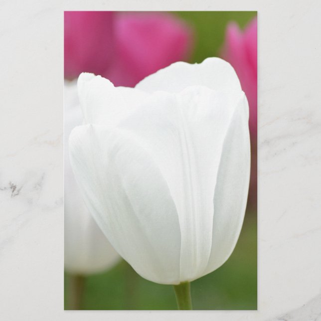 Lámina Un tulipán blanco (Anverso)