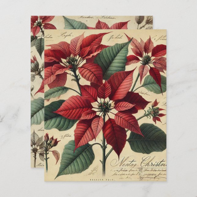 Lámina Viejo Libro de Papel Botánico de Navidad Poinsetti (Anverso / Reverso)