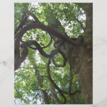 viñas viejas enredadas en el árbol