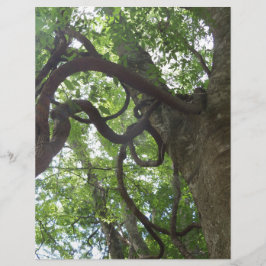 Lámina viñas viejas enredadas en el árbol