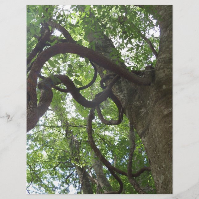 Lámina viñas viejas enredadas en el árbol (Anverso)