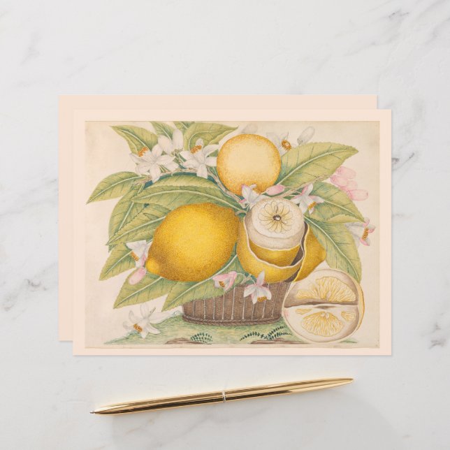 Lámina Vintage Lemons Citrus Fruit Drawing Scrapbook Pági (Anverso/Reverso In Situ)