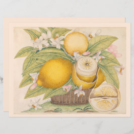 Lámina Vintage Lemons Citrus Fruit Drawing Scrapbook Pági