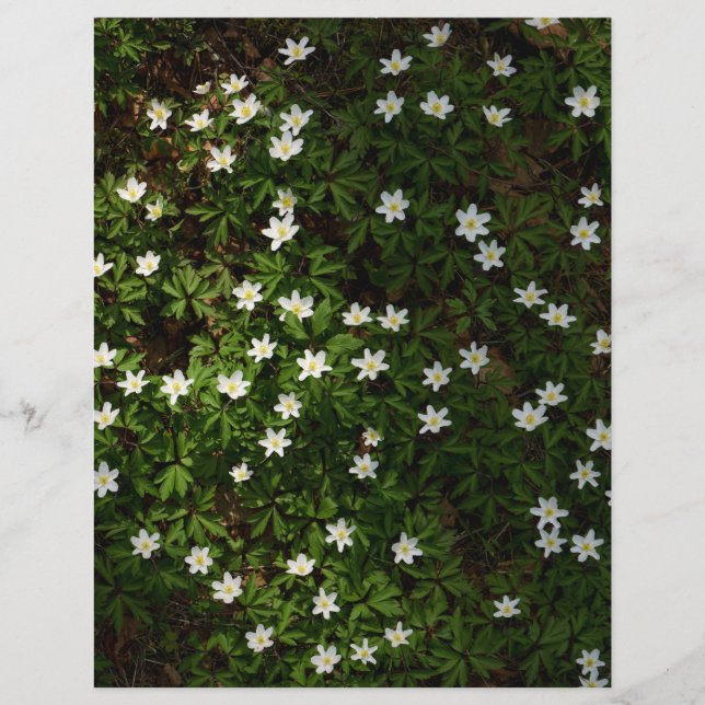 Lámina White spring flowers in woodland Scrapbook Paper (Anverso)