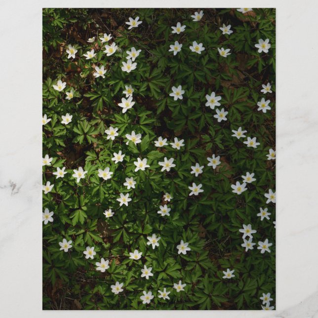Lámina White spring flowers in woodland Scrapbook Paper (Anverso)
