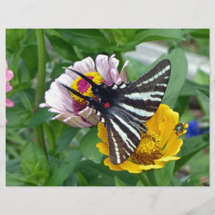Lámina Zebra Swallowtail + escarabajo japonés