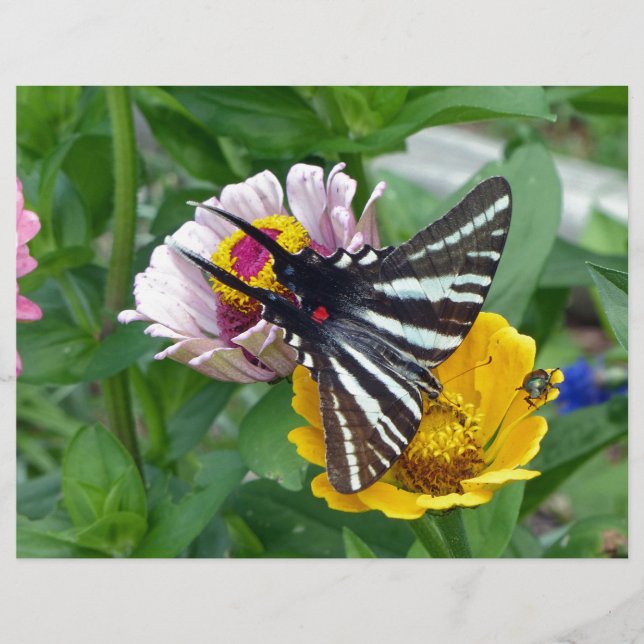 Lámina Zebra Swallowtail + escarabajo japonés (Anverso)