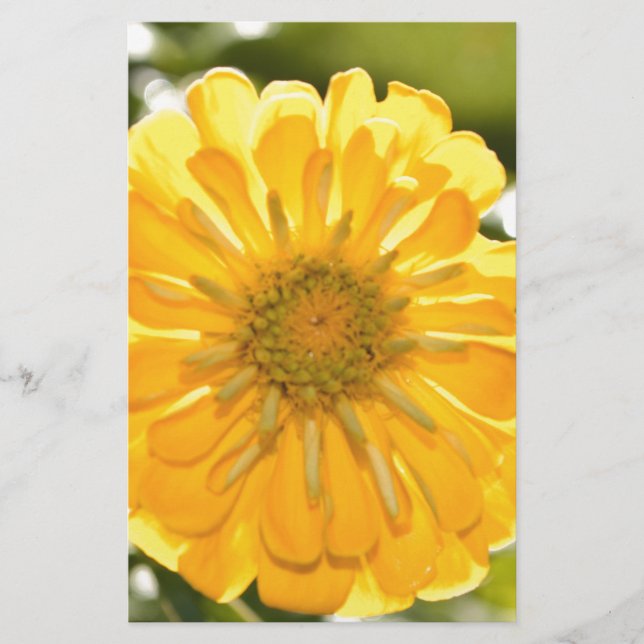 Lámina Zinnia amarilla, margarita amarilla, flor amarilla (Anverso)