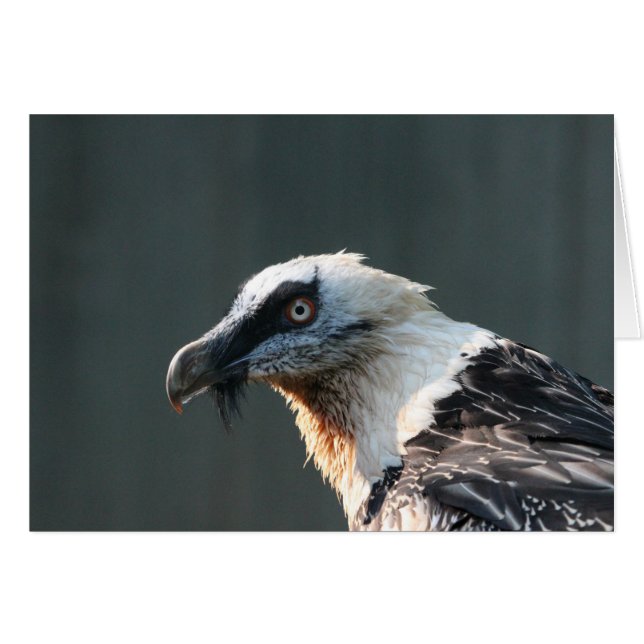 Lammergeier (Anverso (Horizontal))