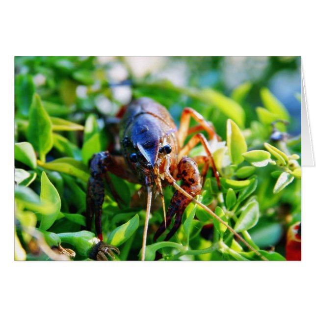 Langostinos langostas (Anverso (Horizontal))