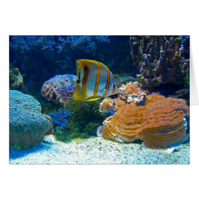 Lanscape acuático (Anverso (Horizontal))