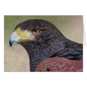 Lápices de colores Harris Hawk