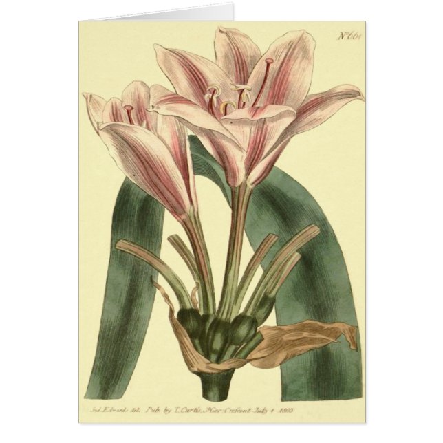 Larga salida del Ilustracion Amaryllis (Frente)