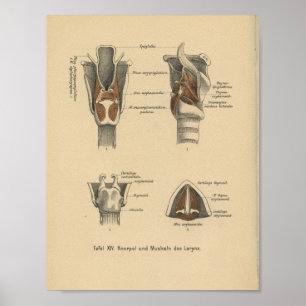 Laringe de la impresión de la anatomía del alemán