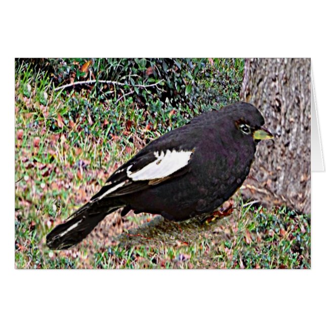 Lark Bunting (Colorado) (Anverso (Horizontal))