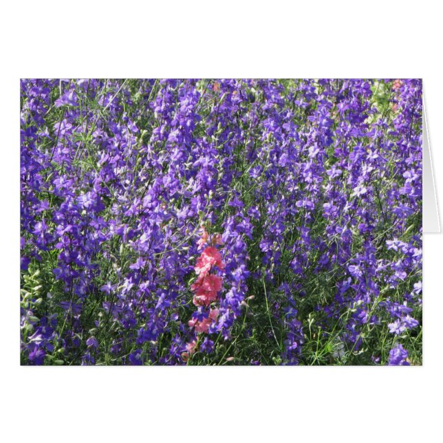 Larkspur (Anverso (Horizontal))