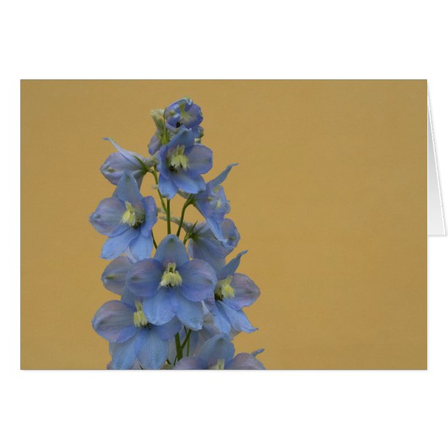 Larkspur azul claro (Anverso (Horizontal))