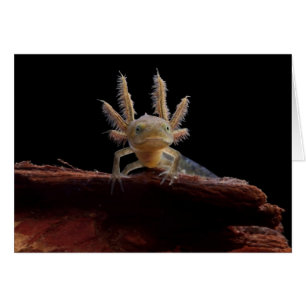 Larve con cresta del newt