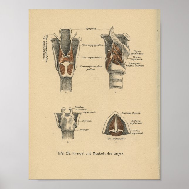 Larynx de impresión de anatomía alemana de 1888 (Frente)