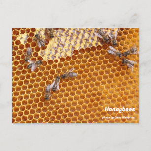 Las abejas en la postal de la colmena