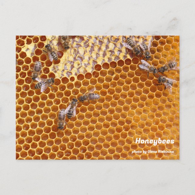 Las abejas en la postal de la colmena (Anverso)