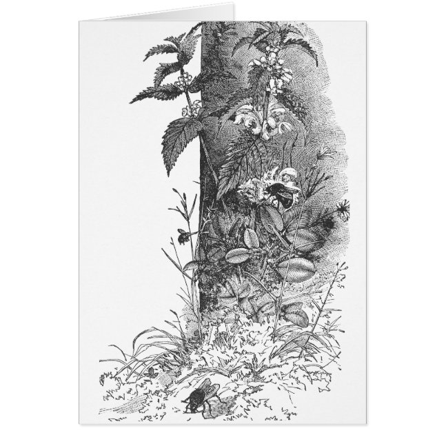 Las abejas frecuentan la menta floreciente (Frente)