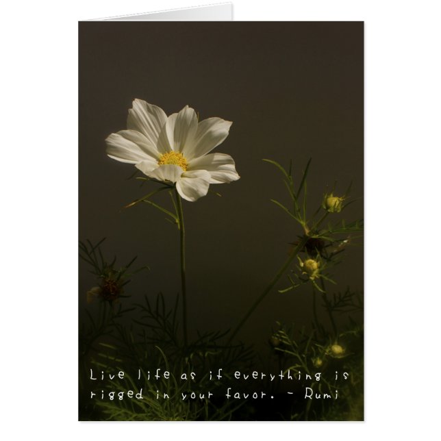 Las aventuras asombrosas de Amelia (Frente)