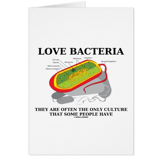 Las bacterias del amor crían a menudo solamente (Frente)